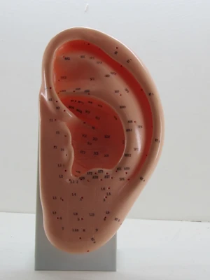 مولاژ طب سوزنی گوش پایه دار